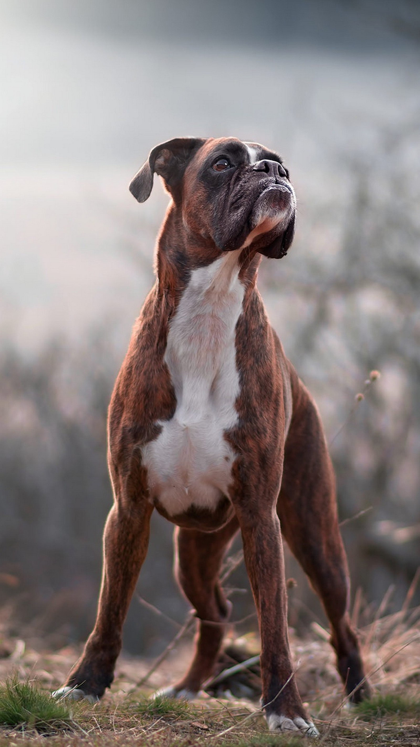 Há um cachorro em pé na grama olhando para cima (boxeador, alemão, nemacki boxer)