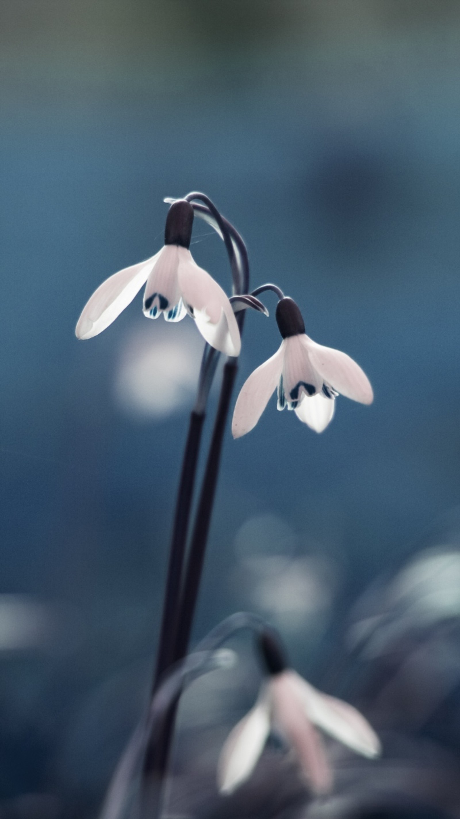 Hay dos flores blancas con gotas de agua sobre ellas (flores, pequeño)