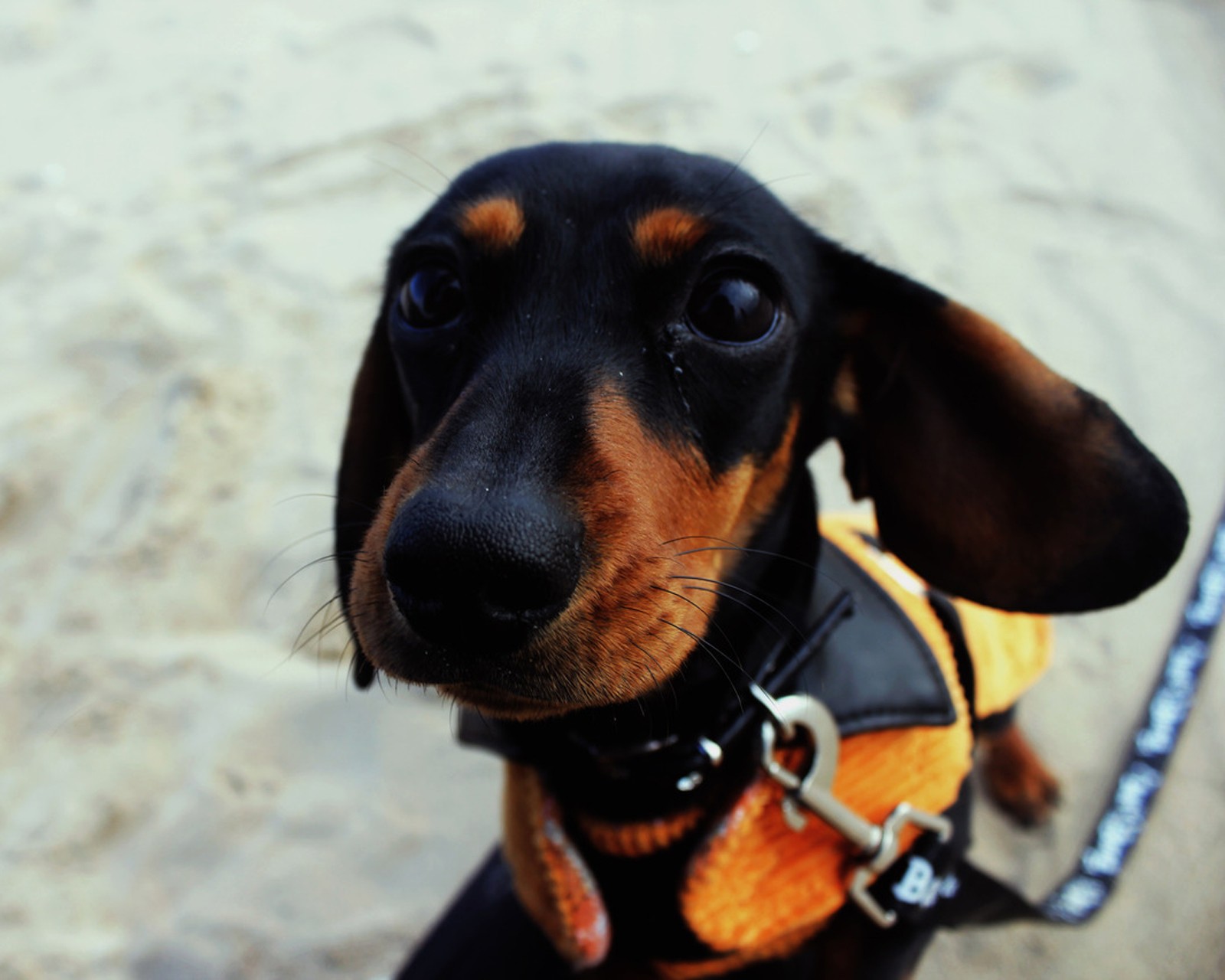 Es gibt einen kleinen hund, der eine schwimmweste trägt (123, tier, niedlich, hund)