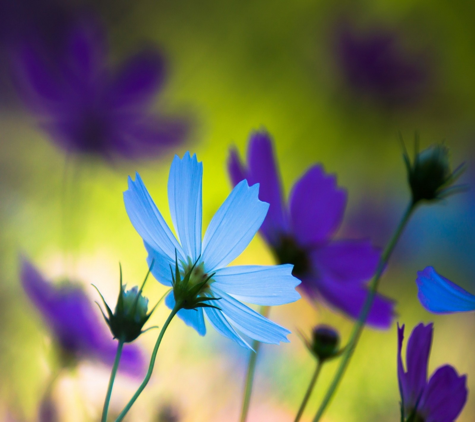 Purple flowers in a field with a green background (blue, flower, nature, purple)