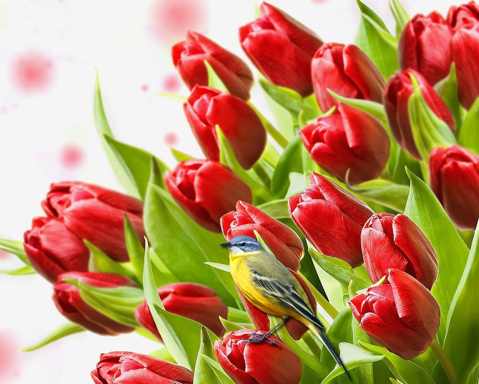 bird, flower, nature, red flower wallpaper