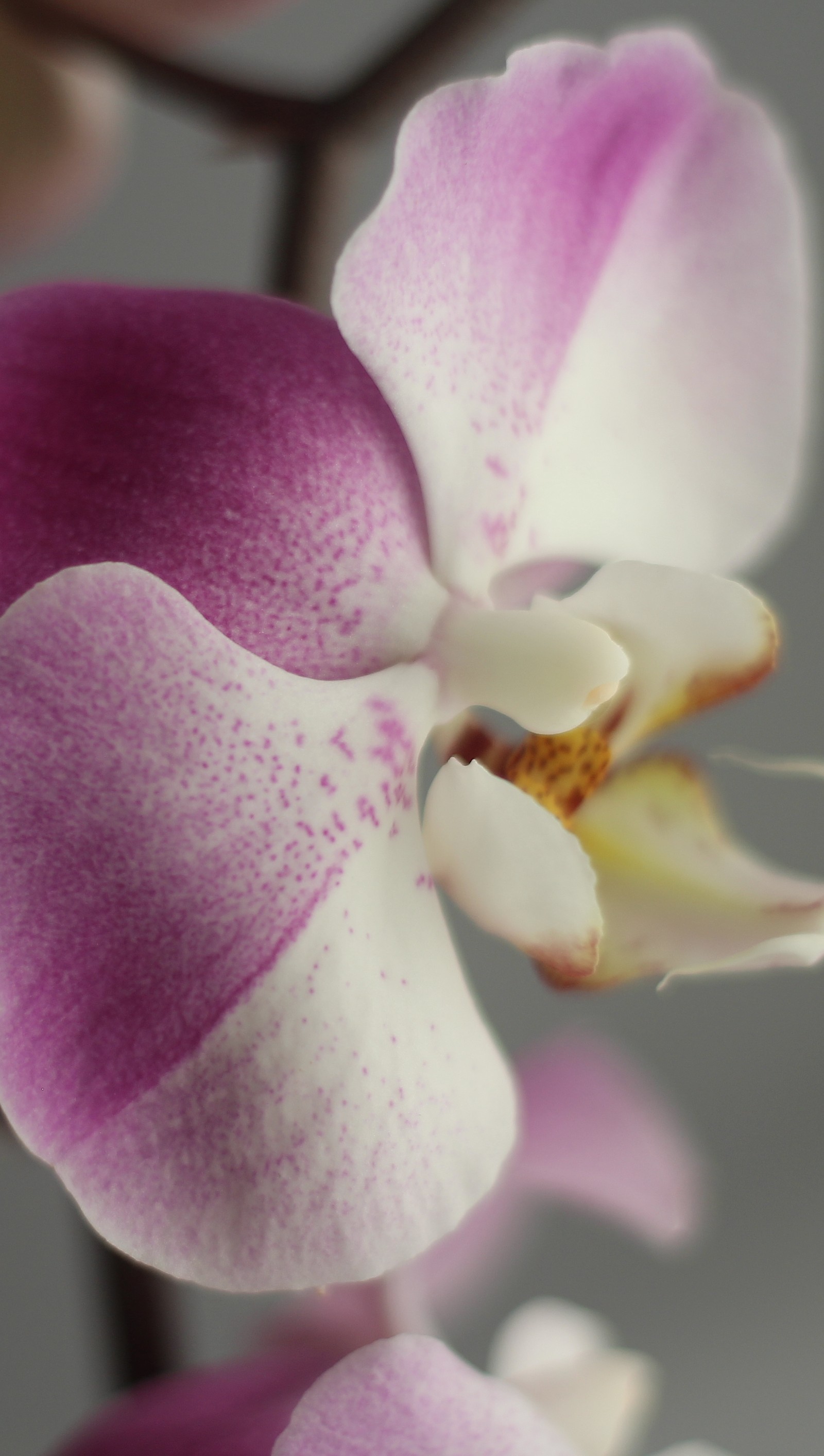 Orquídeas roxas e brancas com um centro rosa em um vaso (bonito, flor, natureza, roxo, branco)