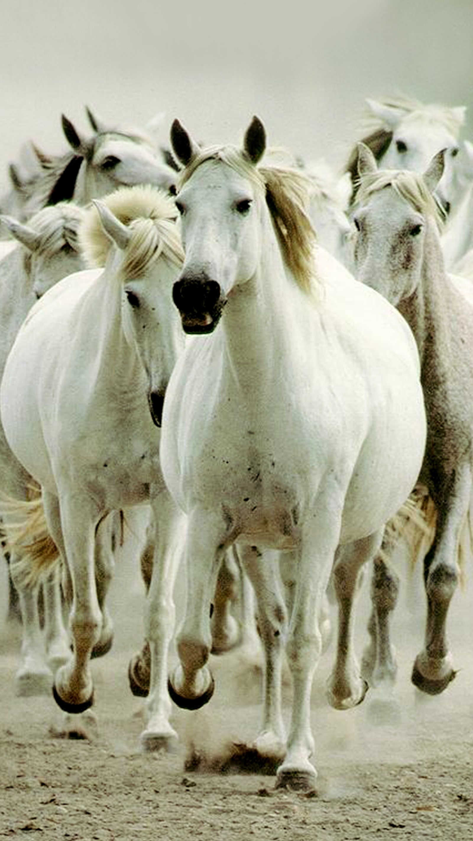 Un troupeau de chevaux blancs courant sur une route poussiéreuse dans le désert (loin, couldnt, drag, moi, chevaux sauvages)