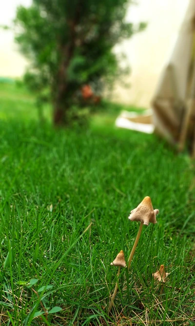 Champignons émergeant dans un cadre de jardin luxuriant