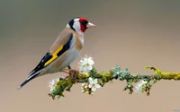 europäischer stieglitz, vogel, schnabel, sitzvogel, emberizidae