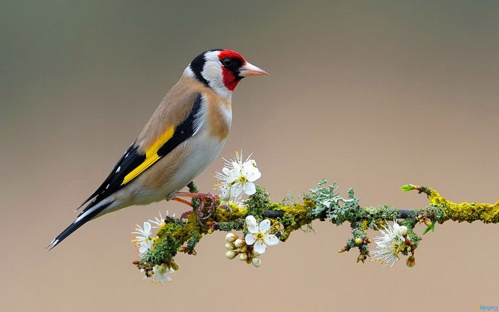 european goldfinch, bird, beak, perching bird, emberizidae wallpaper