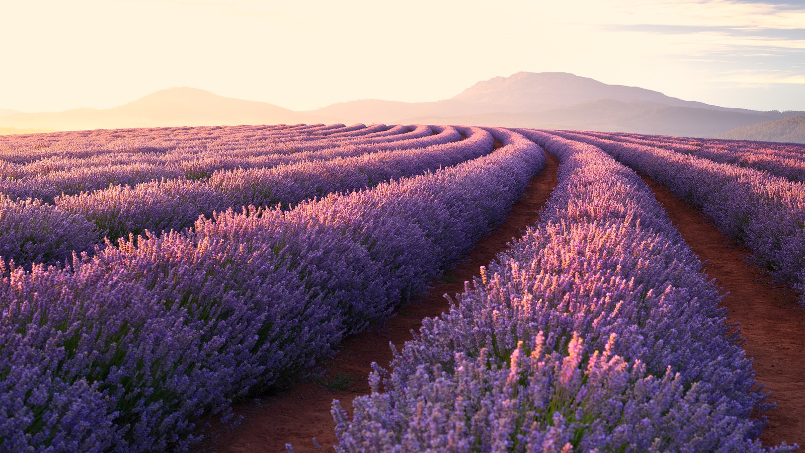 Campo de lavanda con un camino de tierra que lleva a una montaña (lavanda, lavanda inglesa, campo, flor, púrpura)