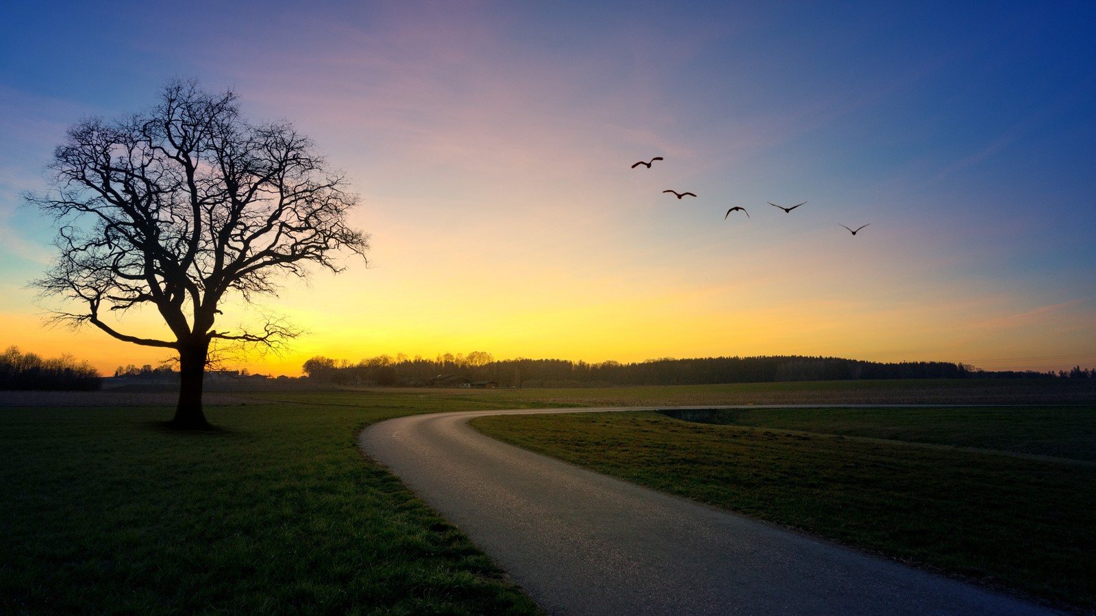 Ein baum mit einer straße, die zu ihm führt, und vögeln, die am himmel fliegen (vogel, pflanze, ökoregion, wolke, baum)