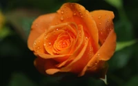 Rosa Floribunda Laranja Vibrante com Pétalas Orvalhadas