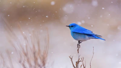 pássaro azul, pássaro, animais, animal, neve