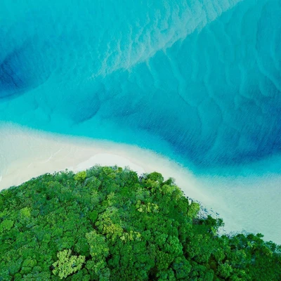 Aerial view of lush green vegetation meeting vibrant turquoise waters in a serene natural landscape.