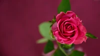 Vibrant Pink Rose in Bloom