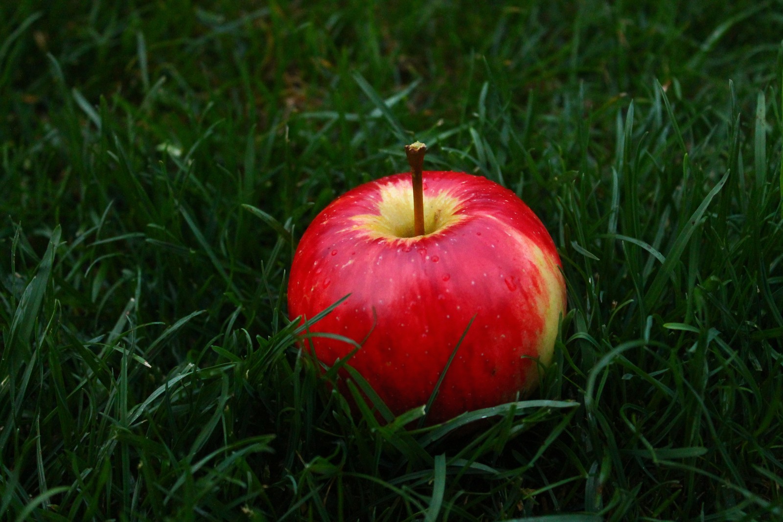 There is a red apple that is sitting in the grass (apple, fruit, green, red, grass)