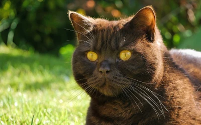 cat, bigotes, hocico, gato montés, hierba