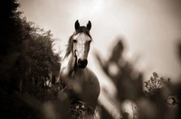 Cheval blanc majestueux au milieu de la nature dans un paysage monochrome.