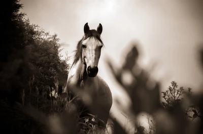 Majestuoso caballo blanco en medio de la naturaleza en un paisaje monocromático.