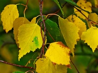 Feuilles de bouleau d'automne sur une branche