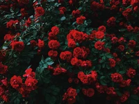 Rosas Floribunda rojas vibrantes en flor