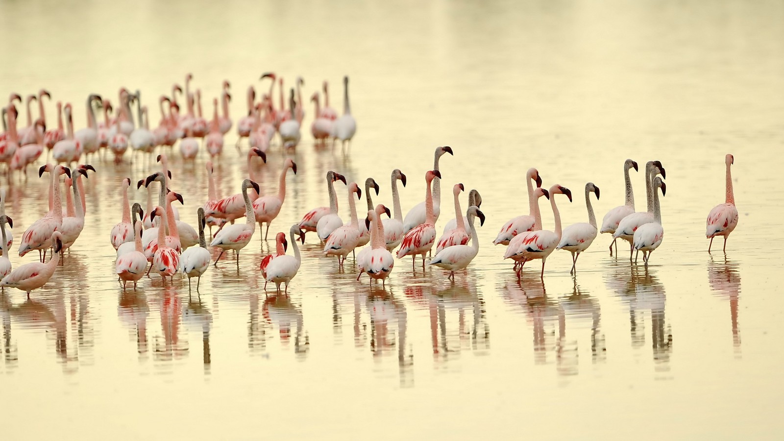 Araffes of flamingos standing in the water with their heads in the water (bird, flamingo, water bird, animal, water)