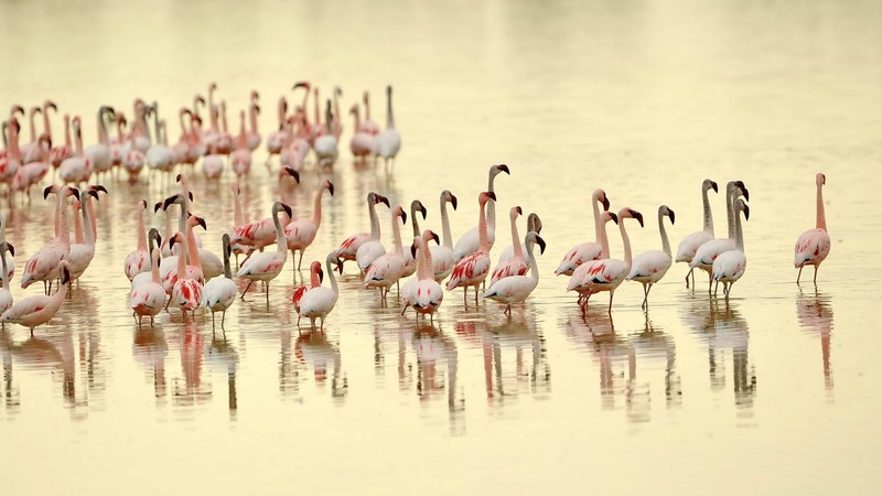 Фламинго стоят в воде, наклонив головы в воду (птица, фламинго, водоплавающая птица, животное, вода)