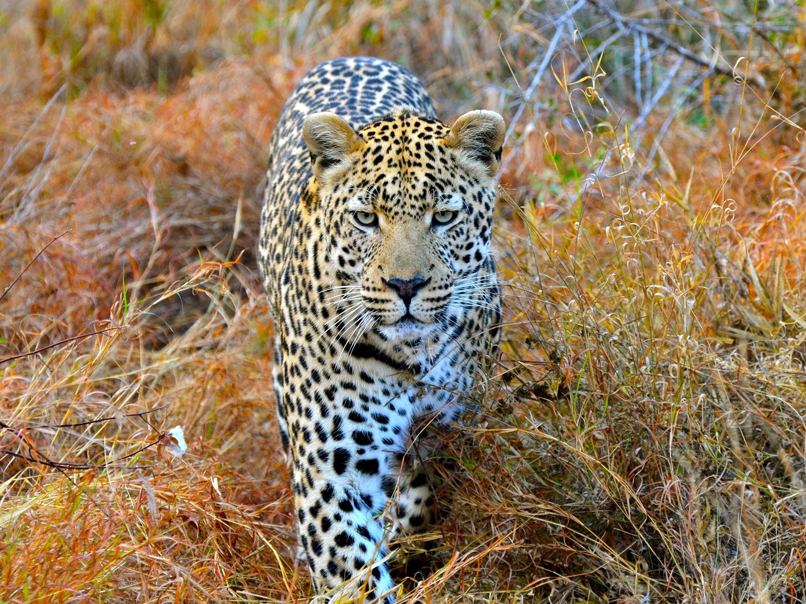 Uma girafa caminhando pela vegetação na natureza com um fundo desfocado (leopardo, guepardo, jaguar, leopardo das neves, tigre)