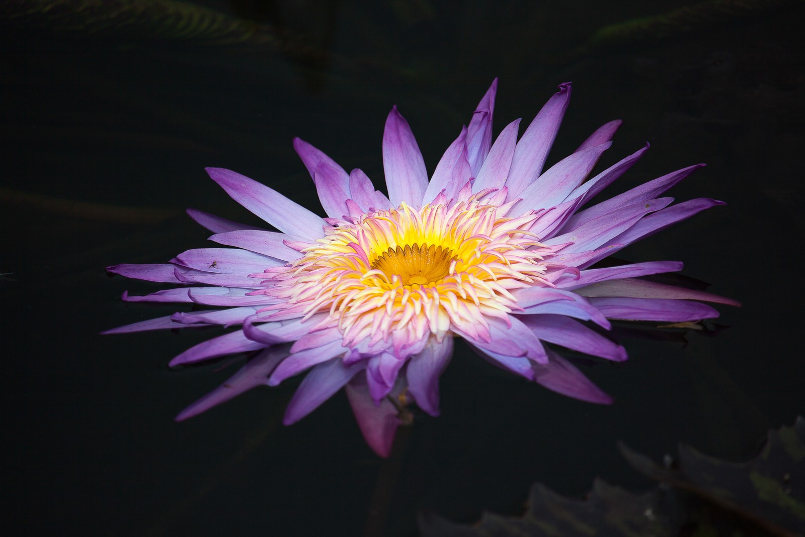 Nénuphar violet avec un centre jaune flottant dans un étang (fleur, plante aquatique, pétale, violet, plante)