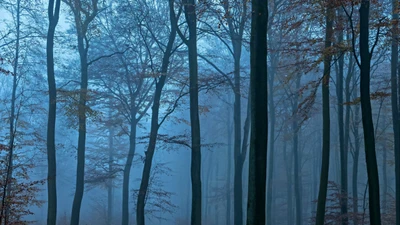 Floresta conífera temperada e nevoenta com árvores nuas em uma atmosfera de inverno