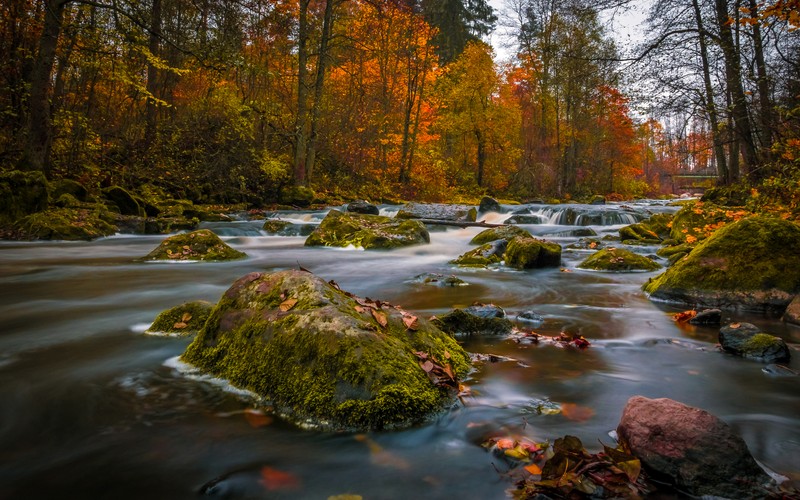 Река с камнями и деревьями на заднем плане (природа, водоем, поток, вода, водоток)