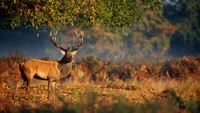 Majestätische Rothirsche grasen in einer ruhigen Waldlandschaft