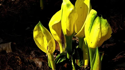 Flores silvestres amarelas vibrantes iluminadas pela luz do sol