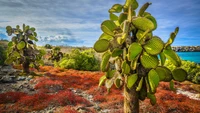 Des cactus poire épineux luxuriants au milieu d'un couvre-sol rouge vibrant sous un ciel nuageux au bord de l'eau.