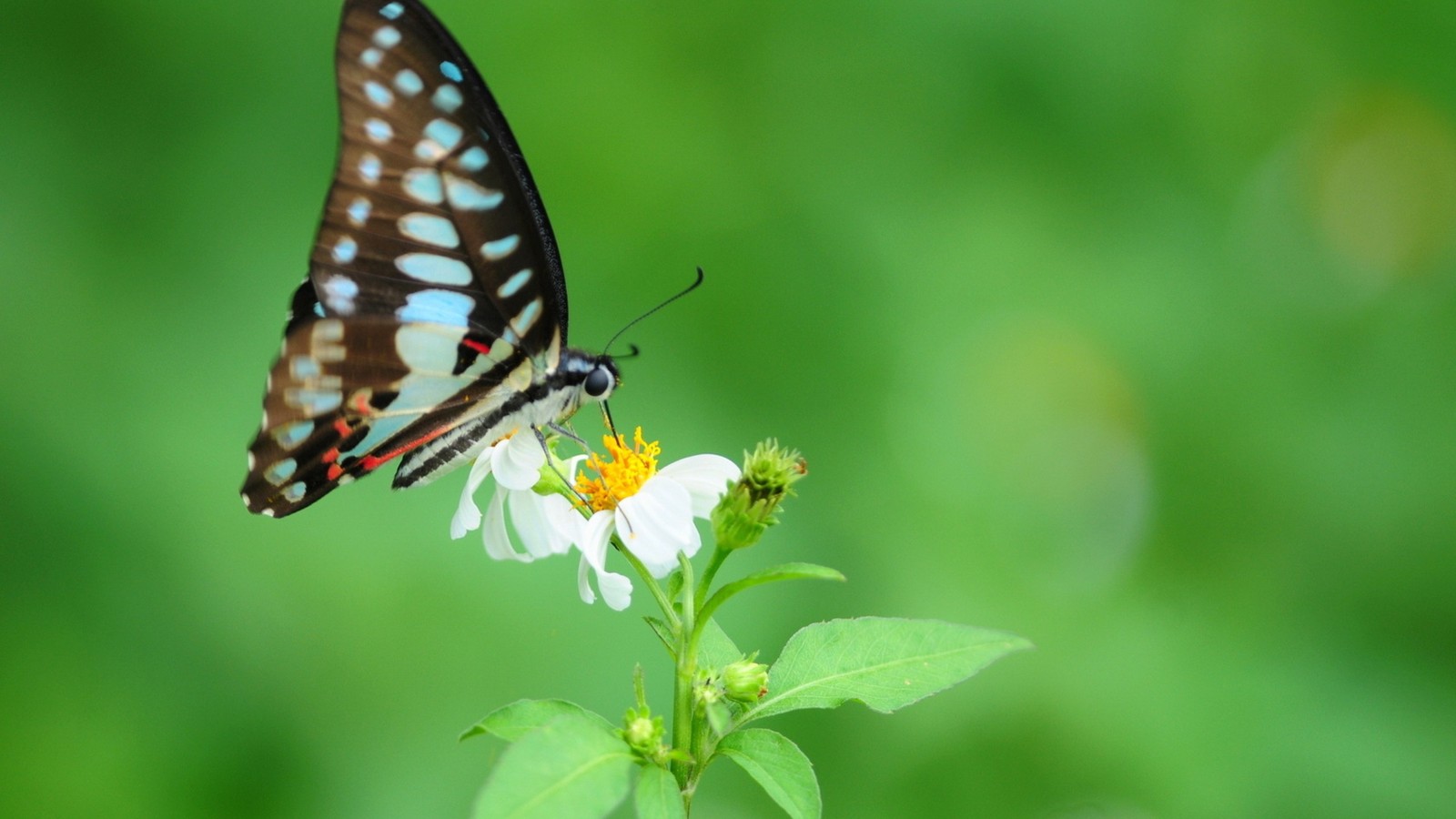 Lade lycaenid, insekt, gemälde, motten und schmetterlinge, schmetterling Hintergrund herunter