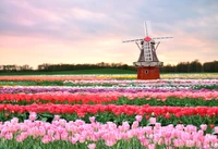 Champs de tulipes vibrants avec un moulin à vent contre un ciel coloré