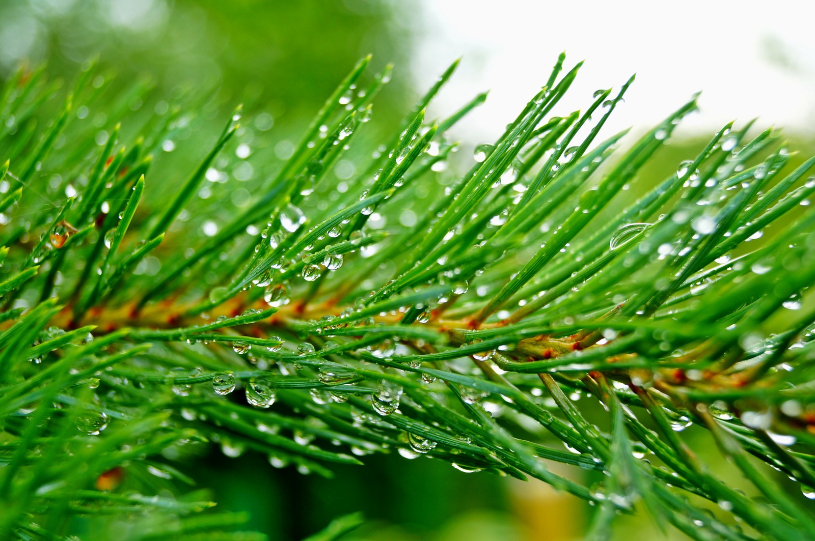 Nahaufnahme eines kiefernbäumchens mit wassertropfen darauf (tau, wasser, tropfen, kieferngewächse, baum)