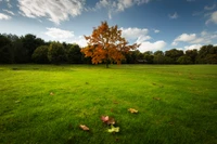 Árbol de otoño vibrante en un prado verde exuberante