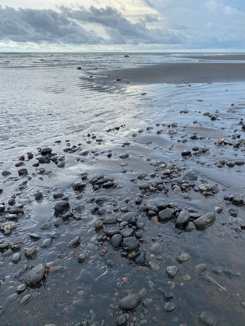 Собака гуляет по пляжу с камнями (море, вода, прилив, пляж, наука)