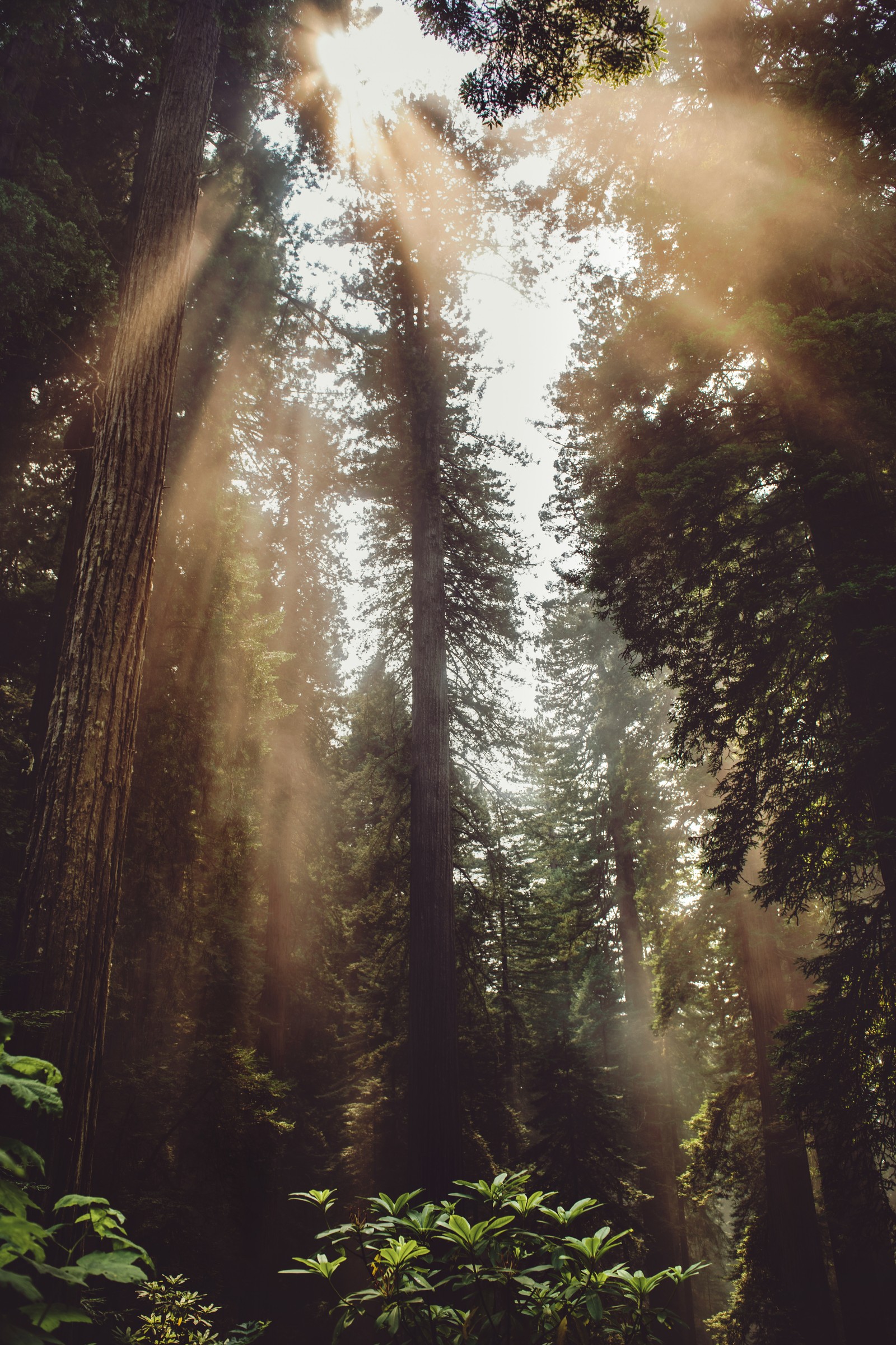 light, jungle, vegetation, old growth forest, sunlight wallpaper