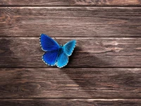 Papillon bleu vibrant sur surface en bois