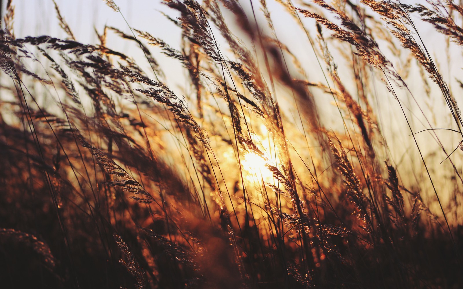 A close up of tall grass with the sun setting in the background (sunlight, grass family, tree, grass, branch)