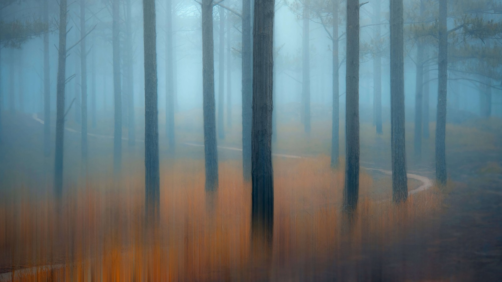 A blurry photo of a forest with a path in the middle (forest, trees, fog, scenery)