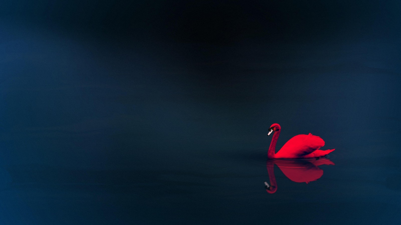 Il y a un cygne rouge flottant dans l'eau par une journée sombre (bleu, rouge, eau, calme, atmosphère)