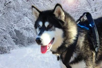 Sibirischer Husky in einer verschneiten Landschaft, der seine auffälligen blauen Augen und sein lebhaftes Fell zeigt.