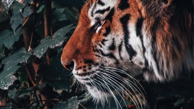 Majestic Tiger Amidst Lush Greenery