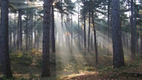 Luz solar filtrándose a través de un tranquilo bosque de coníferas templado