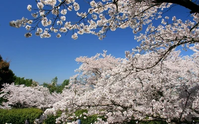 Cerejeiras em plena floração contra um céu azul claro