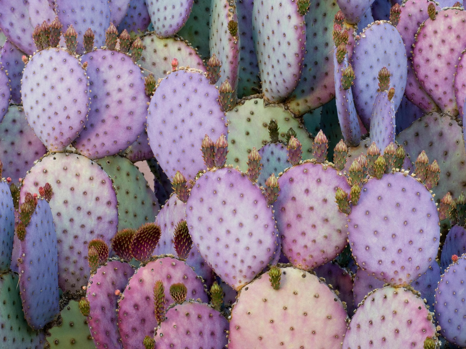 A close up of a bunch of purple and green cactus plants (ipad, ipad pro, apple, ipad pro 2017, apples)