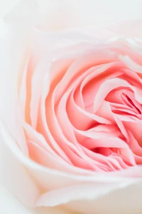 Delicate Pink Rose Petals in Bloom