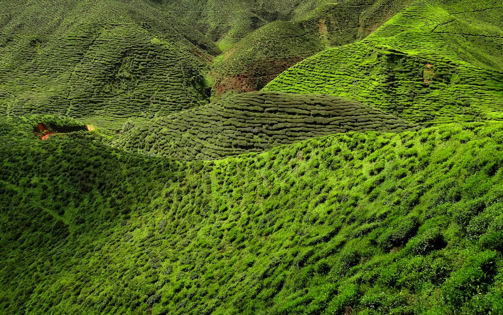 tea, green, vegetation, highland, grass wallpaper