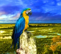 Lebendige blaue und gelbe Amazonasara auf einem üppigen brasilianischen Landschaft