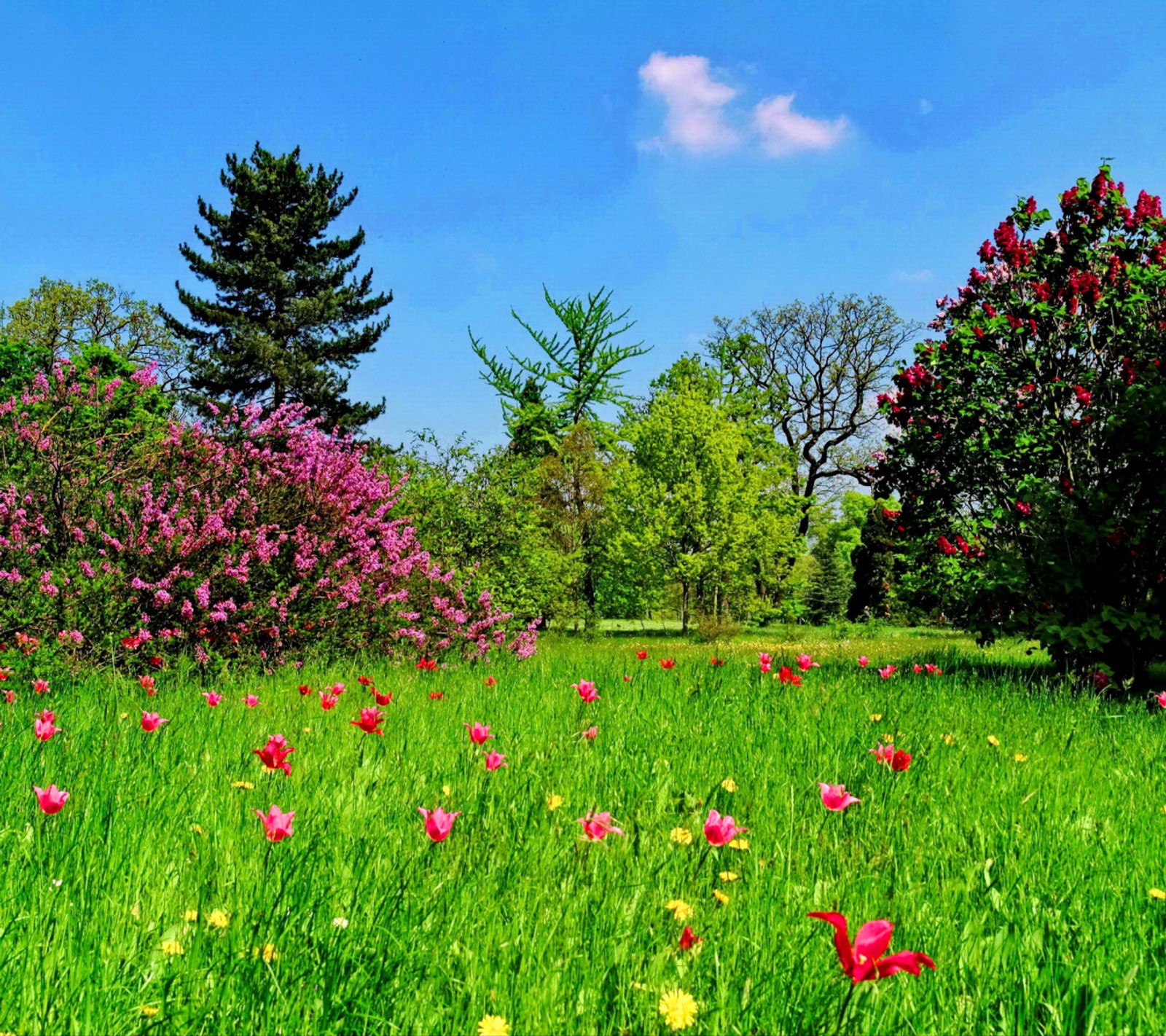 A grassy field with flowers and trees in the background (green, lawn)